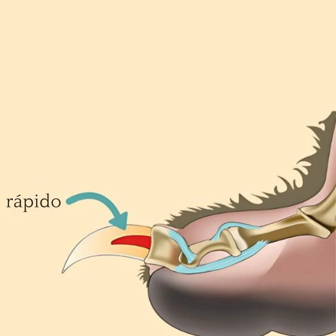 Cinturón de seguridad para embarazadas
